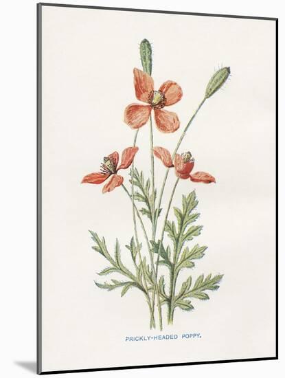 Prickly Headed Poppy-Gwendolyn Babbitt-Mounted Art Print