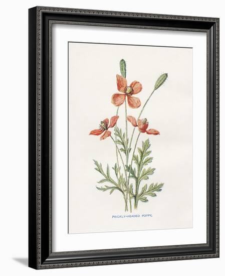 Prickly Headed Poppy-Gwendolyn Babbitt-Framed Art Print