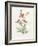 Prickly Headed Poppy-Gwendolyn Babbitt-Framed Art Print