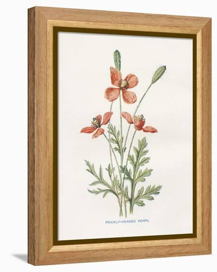 Prickly Headed Poppy-Gwendolyn Babbitt-Framed Stretched Canvas