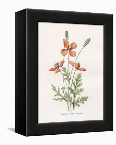 Prickly Headed Poppy-Gwendolyn Babbitt-Framed Stretched Canvas