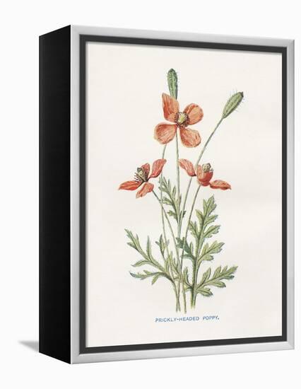 Prickly Headed Poppy-Gwendolyn Babbitt-Framed Stretched Canvas