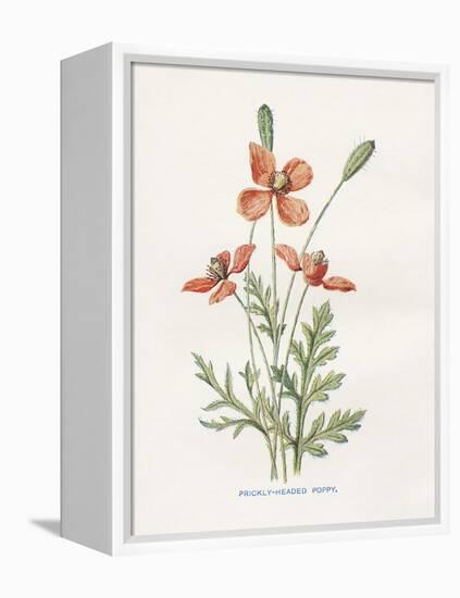 Prickly Headed Poppy-Gwendolyn Babbitt-Framed Stretched Canvas