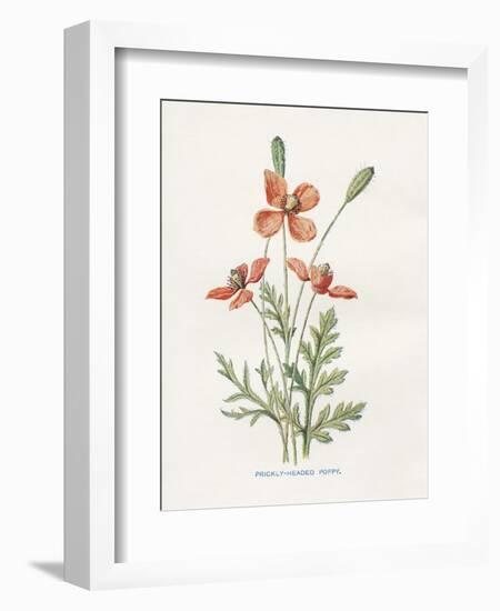 Prickly Headed Poppy-Gwendolyn Babbitt-Framed Premium Giclee Print