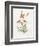 Prickly Headed Poppy-Gwendolyn Babbitt-Framed Art Print