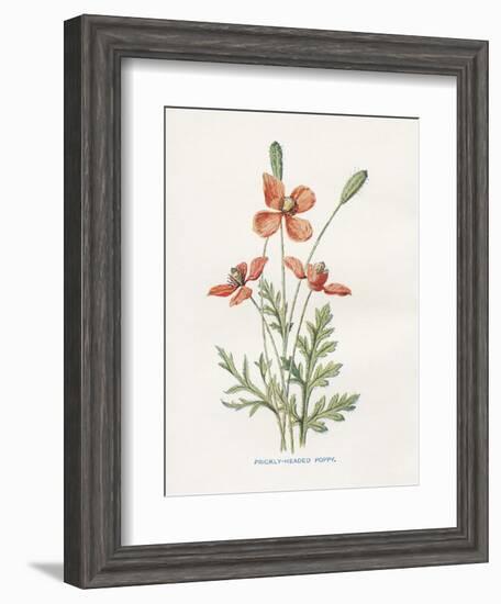 Prickly Headed Poppy-Gwendolyn Babbitt-Framed Art Print