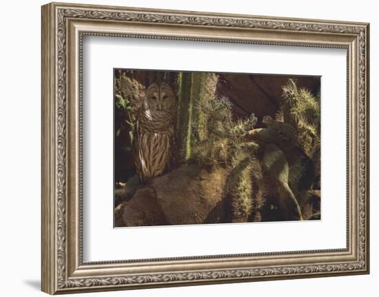 Prickly Pair-Steve Hunziker-Framed Premium Giclee Print