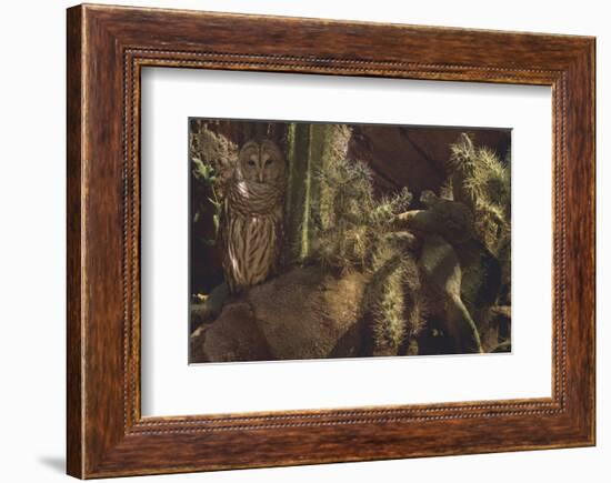 Prickly Pair-Steve Hunziker-Framed Premium Giclee Print