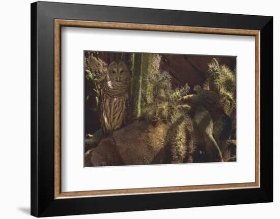 Prickly Pair-Steve Hunziker-Framed Premium Giclee Print