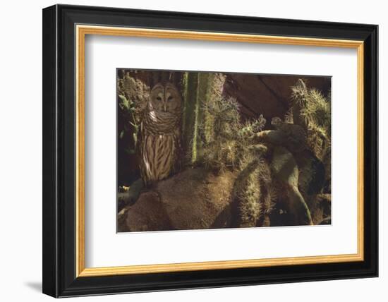 Prickly Pair-Steve Hunziker-Framed Premium Giclee Print