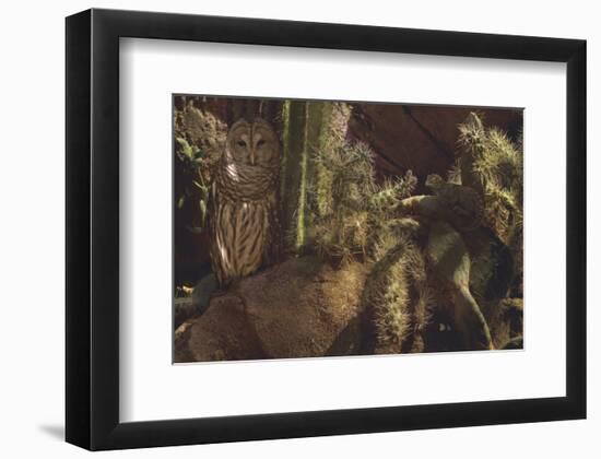 Prickly Pair-Steve Hunziker-Framed Premium Giclee Print