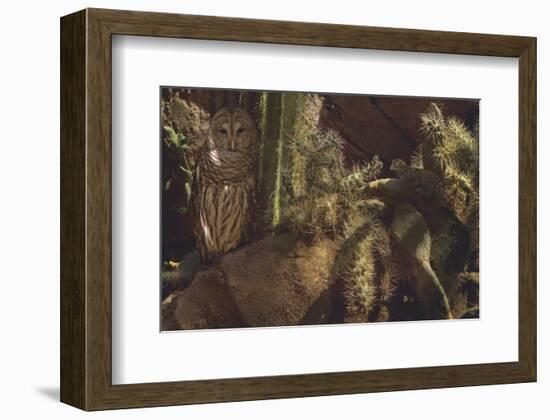 Prickly Pair-Steve Hunziker-Framed Premium Giclee Print