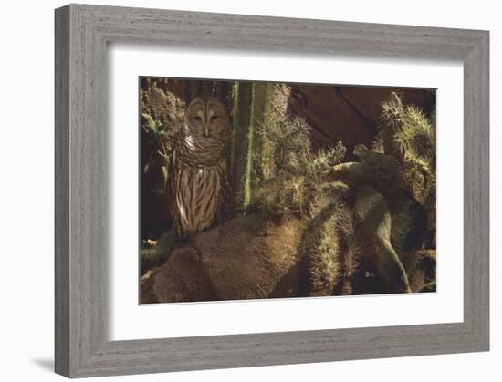 Prickly Pair-Steve Hunziker-Framed Art Print