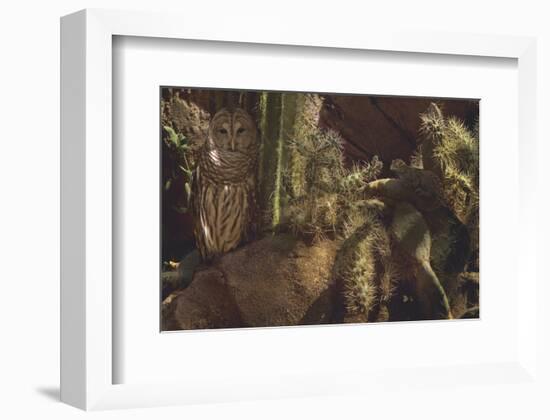 Prickly Pair-Steve Hunziker-Framed Art Print