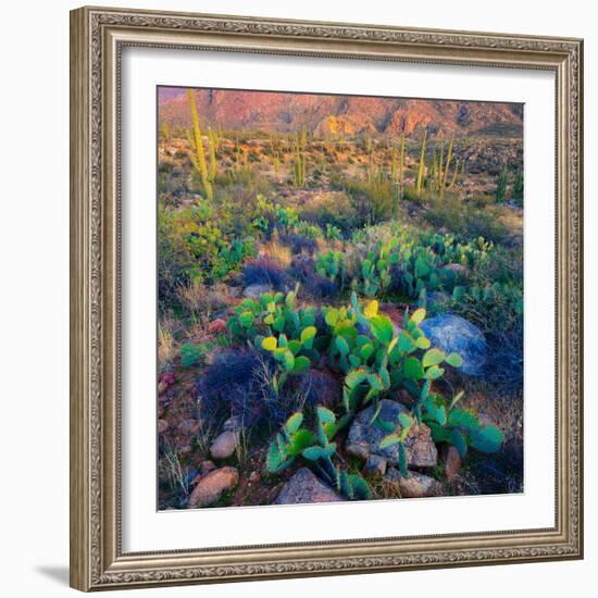 Prickly Pear and Saguaro Cacti, Santa Catalina Mountains, Oro Valley, Arizona, USA-null-Framed Photographic Print