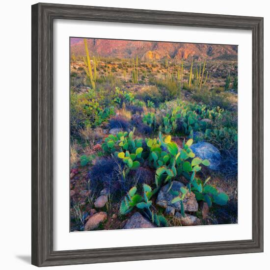 Prickly Pear and Saguaro Cacti, Santa Catalina Mountains, Oro Valley, Arizona, USA-null-Framed Photographic Print