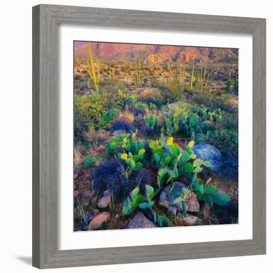 Prickly Pear and Saguaro Cacti, Santa Catalina Mountains, Oro Valley, Arizona, USA-null-Framed Photographic Print