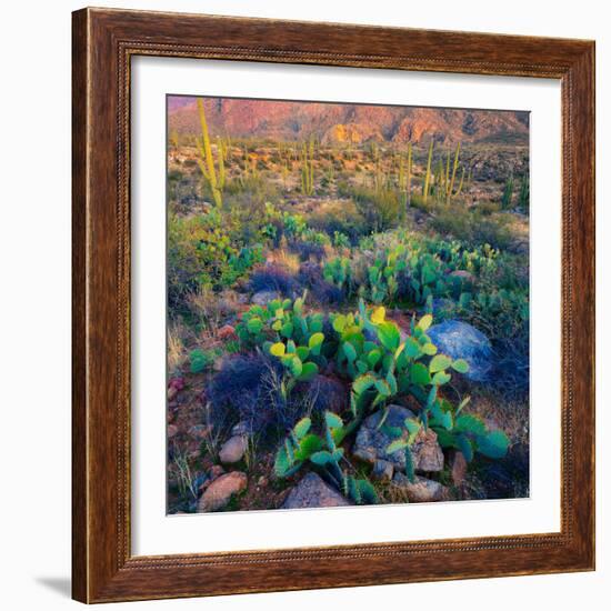 Prickly Pear and Saguaro Cacti, Santa Catalina Mountains, Oro Valley, Arizona, USA-null-Framed Photographic Print