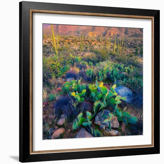 Prickly Pear and Saguaro Cacti, Santa Catalina Mountains, Oro Valley, Arizona, USA-null-Framed Photographic Print