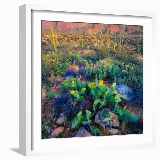 Prickly Pear and Saguaro Cacti, Santa Catalina Mountains, Oro Valley, Arizona, USA-null-Framed Photographic Print