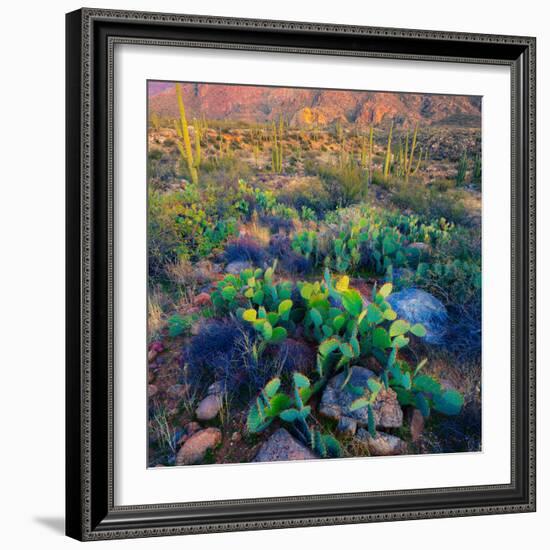 Prickly Pear and Saguaro Cacti, Santa Catalina Mountains, Oro Valley, Arizona, USA-null-Framed Photographic Print