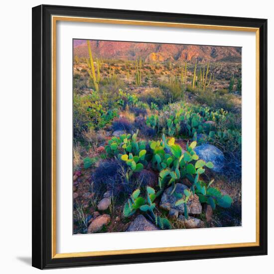 Prickly Pear and Saguaro Cacti, Santa Catalina Mountains, Oro Valley, Arizona, USA-null-Framed Photographic Print