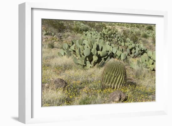 Prickly-Pear, Barrel Cactus and Other Chihuahuan Desert Plants in Southern New Mexico-null-Framed Photographic Print