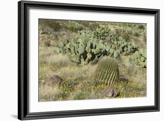 Prickly-Pear, Barrel Cactus and Other Chihuahuan Desert Plants in Southern New Mexico-null-Framed Photographic Print