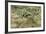 Prickly-Pear, Barrel Cactus and Other Chihuahuan Desert Plants in Southern New Mexico-null-Framed Photographic Print