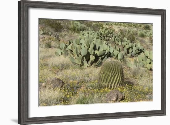 Prickly-Pear, Barrel Cactus and Other Chihuahuan Desert Plants in Southern New Mexico-null-Framed Photographic Print