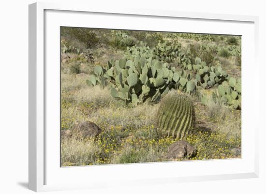 Prickly-Pear, Barrel Cactus and Other Chihuahuan Desert Plants in Southern New Mexico--Framed Photographic Print