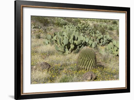 Prickly-Pear, Barrel Cactus and Other Chihuahuan Desert Plants in Southern New Mexico-null-Framed Photographic Print