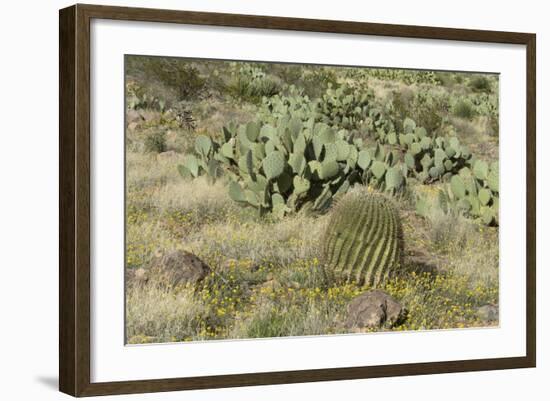 Prickly-Pear, Barrel Cactus and Other Chihuahuan Desert Plants in Southern New Mexico-null-Framed Photographic Print