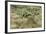 Prickly-Pear, Barrel Cactus and Other Chihuahuan Desert Plants in Southern New Mexico-null-Framed Photographic Print