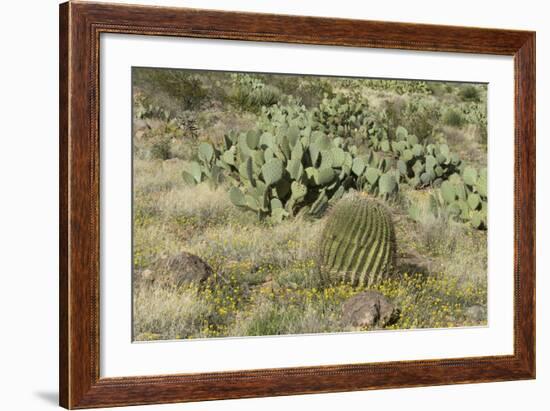 Prickly-Pear, Barrel Cactus and Other Chihuahuan Desert Plants in Southern New Mexico-null-Framed Photographic Print