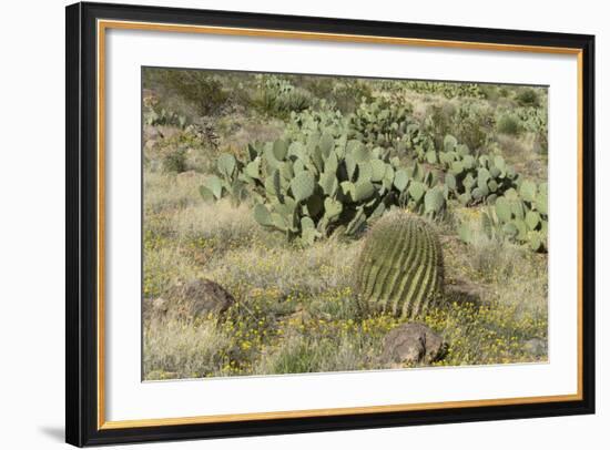 Prickly-Pear, Barrel Cactus and Other Chihuahuan Desert Plants in Southern New Mexico-null-Framed Photographic Print