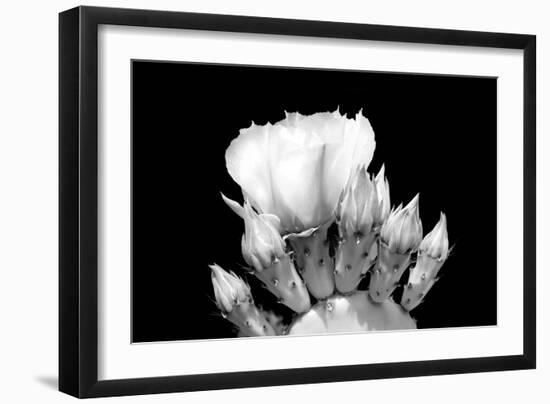 Prickly Pear Blossom and Buds BW-Douglas Taylor-Framed Photographic Print