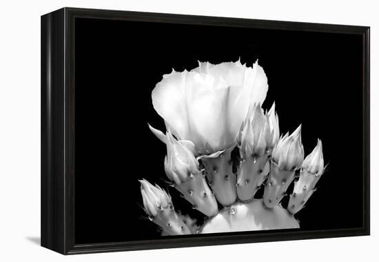 Prickly Pear Blossom and Buds BW-Douglas Taylor-Framed Premier Image Canvas