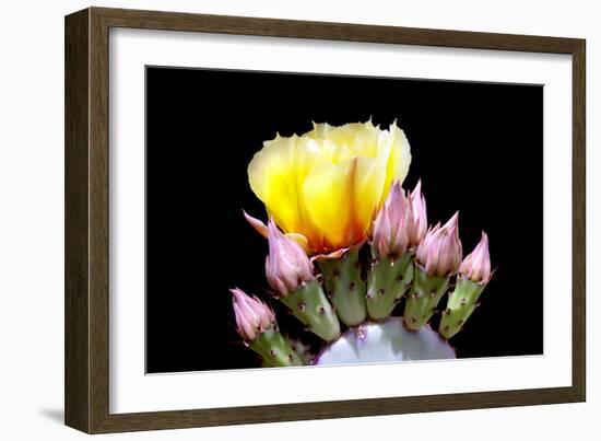 Prickly Pear Blossom and Buds-Douglas Taylor-Framed Photographic Print