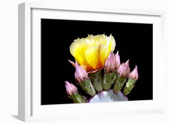 Prickly Pear Blossom and Buds-Douglas Taylor-Framed Photographic Print