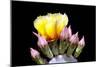 Prickly Pear Blossom and Buds-Douglas Taylor-Mounted Photographic Print