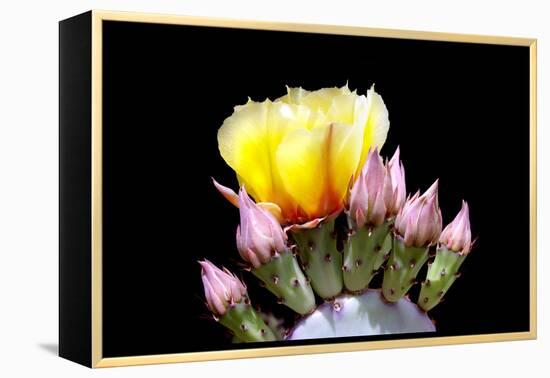 Prickly Pear Blossom and Buds-Douglas Taylor-Framed Premier Image Canvas