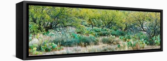 Prickly Pear Cacti Surrounds Mesquite Trees, Oro Valley, Arizona, USA-null-Framed Stretched Canvas