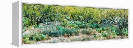 Prickly Pear Cacti Surrounds Mesquite Trees, Oro Valley, Arizona, USA-null-Framed Stretched Canvas