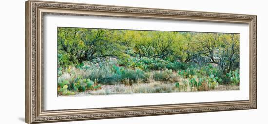 Prickly Pear Cacti Surrounds Mesquite Trees, Oro Valley, Arizona, USA-null-Framed Photographic Print