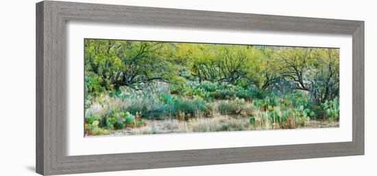Prickly Pear Cacti Surrounds Mesquite Trees, Oro Valley, Arizona, USA-null-Framed Photographic Print