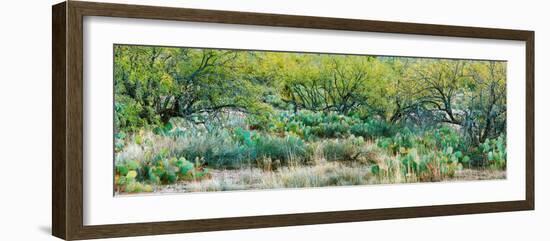 Prickly Pear Cacti Surrounds Mesquite Trees, Oro Valley, Arizona, USA-null-Framed Photographic Print