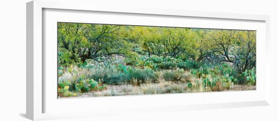 Prickly Pear Cacti Surrounds Mesquite Trees, Oro Valley, Arizona, USA-null-Framed Photographic Print