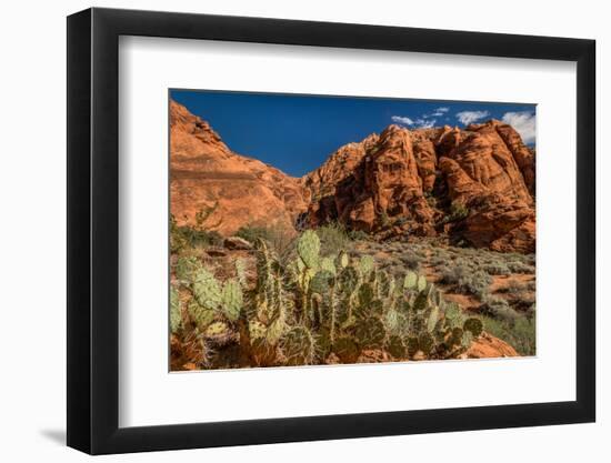 Prickly Pear cactus along Water Canyon, St. George, Utah, USA-null-Framed Photographic Print