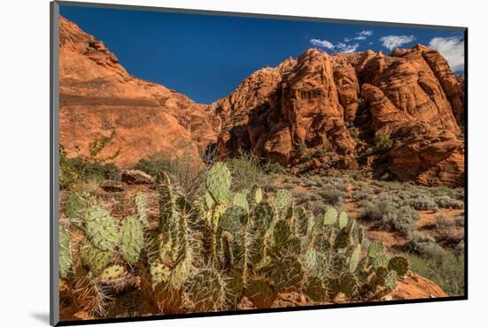 Prickly Pear cactus along Water Canyon, St. George, Utah, USA-null-Mounted Photographic Print